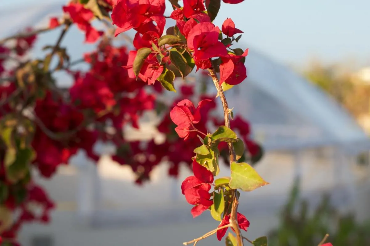 Image 6 of La Claire Fontaine