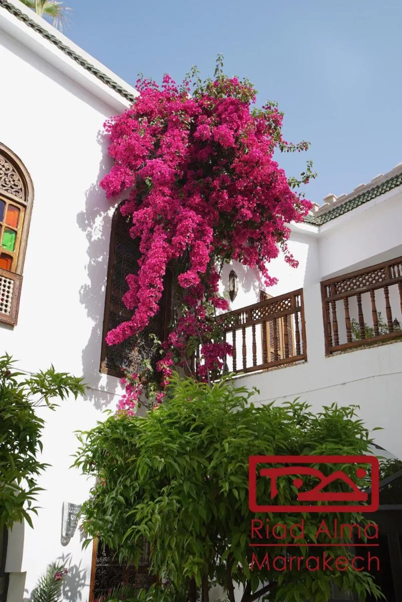 Image 4 of Riad Alma