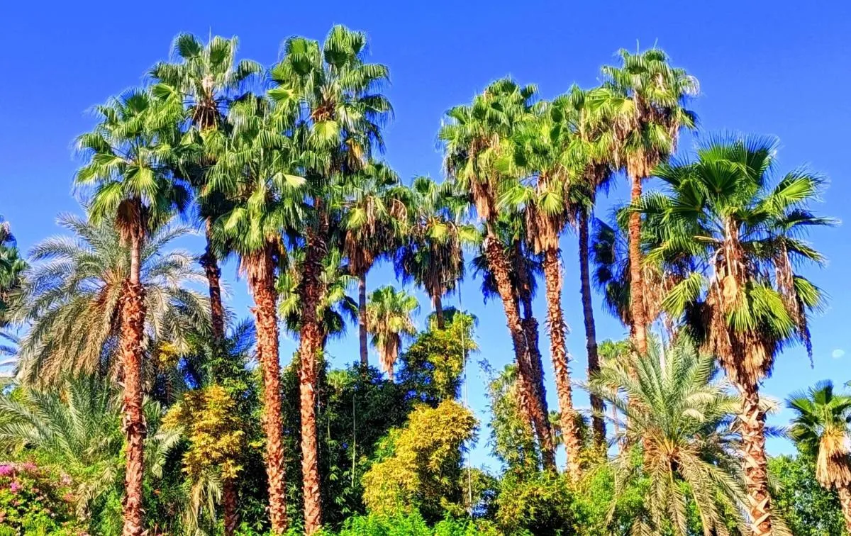 Image of Superbe Apt avec Vue sur les Jardins Majorelle, Face au Musée YSL, Rue Yves Saint Laurent