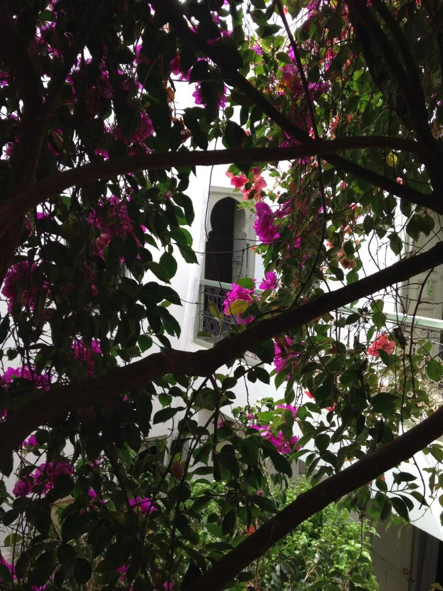 Image 4 of Riad Timila